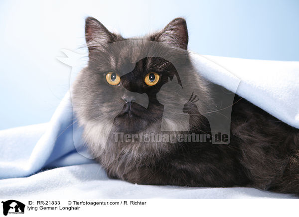 liegende Deutsch Langhaar / lying German Longhair / RR-21833