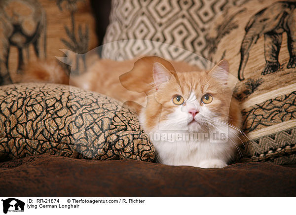 liegende Deutsch Langhaar / lying German Longhair / RR-21874