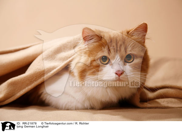 liegende Deutsch Langhaar / lying German Longhair / RR-21878