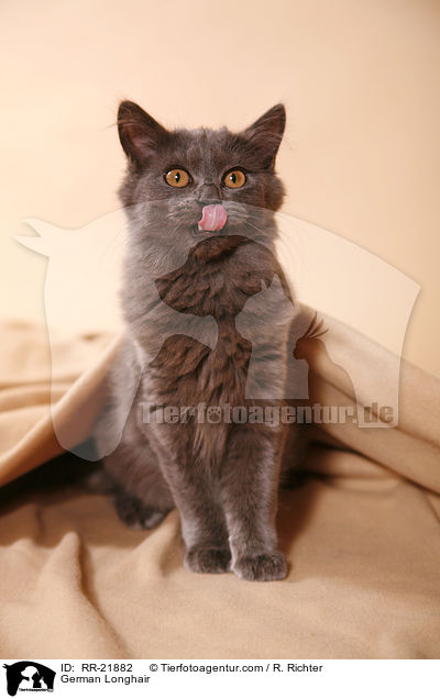 Deutsch Langhaar / German Longhair / RR-21882