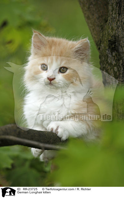 Deutsch Langhaar Ktzchen / German Longhair kitten / RR-23725