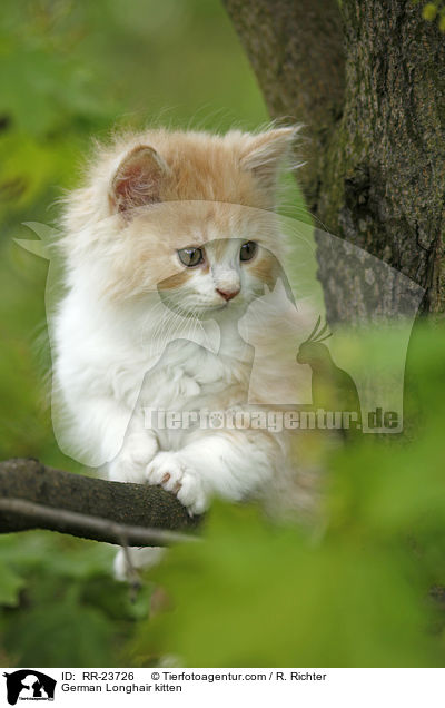 Deutsch Langhaar Ktzchen / German Longhair kitten / RR-23726