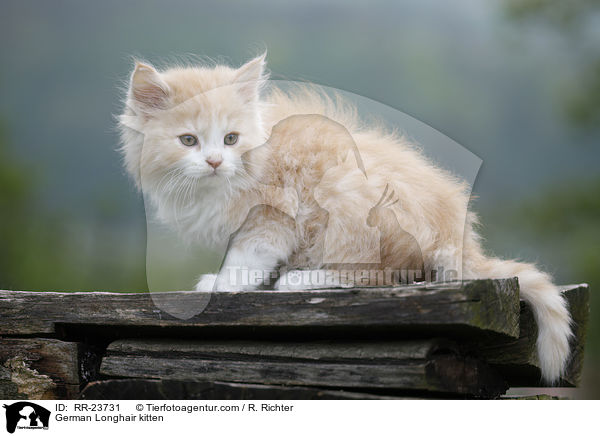 Deutsch Langhaar Ktzchen / German Longhair kitten / RR-23731