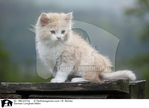 Deutsch Langhaar Ktzchen / German Longhair kitten / RR-23732