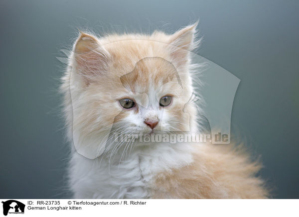 Deutsch Langhaar Ktzchen / German Longhair kitten / RR-23735