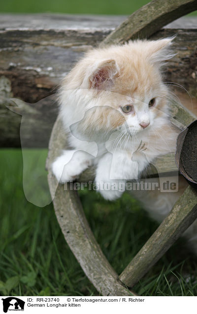 Deutsch Langhaar Ktzchen / German Longhair kitten / RR-23740