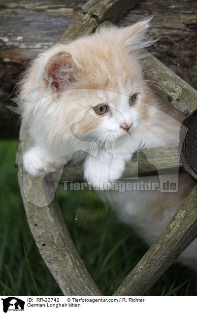 Deutsch Langhaar Ktzchen / German Longhair kitten / RR-23742