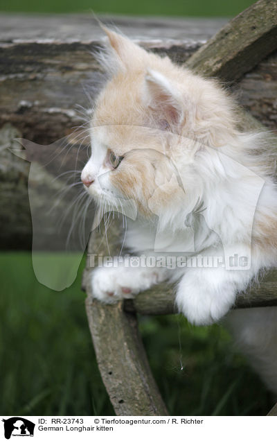 Deutsch Langhaar Ktzchen / German Longhair kitten / RR-23743