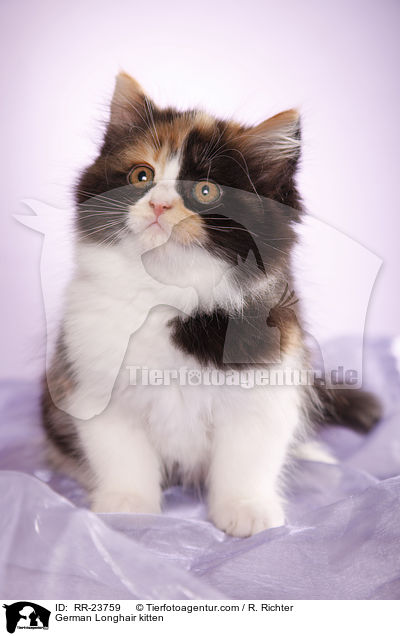 Deutsch Langhaar Ktzchen / German Longhair kitten / RR-23759
