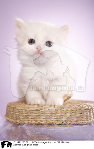 Deutsch Langhaar Ktzchen / German Longhair kitten / RR-23778