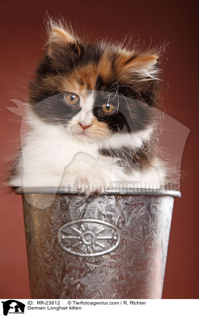 Deutsch Langhaar Ktzchen / German Longhair kitten / RR-23812