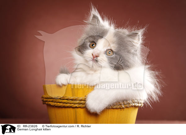 Deutsch Langhaar Ktzchen / German Longhair kitten / RR-23826