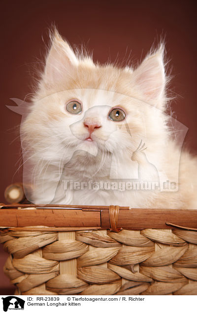 Deutsch Langhaar Ktzchen / German Longhair kitten / RR-23839
