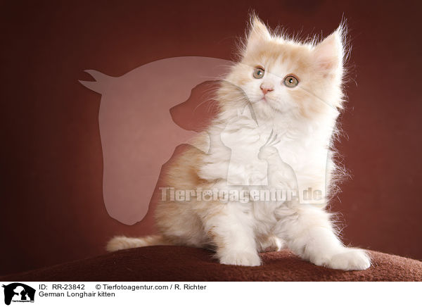 Deutsch Langhaar Ktzchen / German Longhair kitten / RR-23842