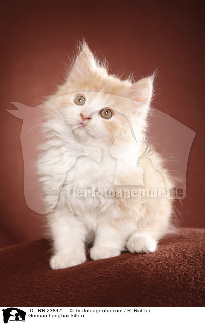 Deutsch Langhaar Ktzchen / German Longhair kitten / RR-23847