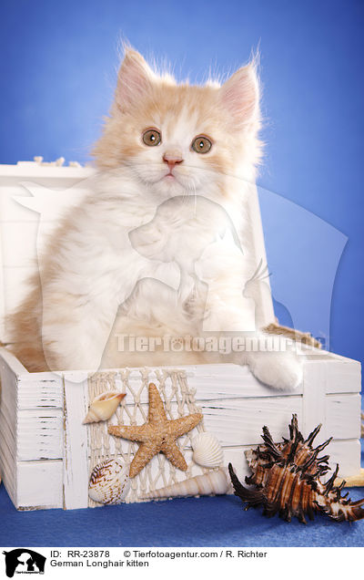 Deutsch Langhaar Ktzchen / German Longhair kitten / RR-23878