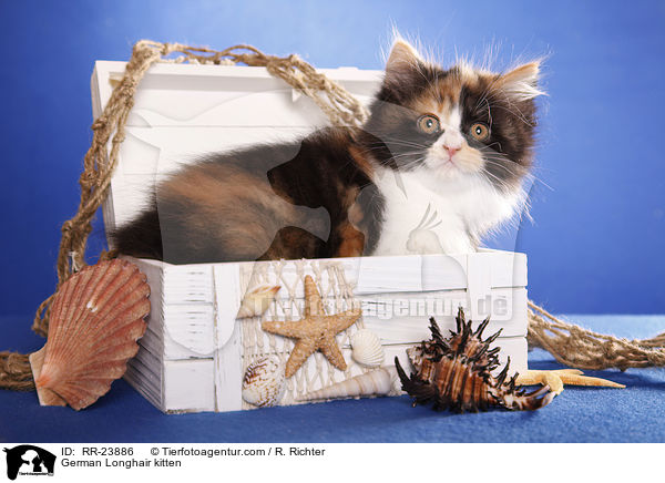 Deutsch Langhaar Ktzchen / German Longhair kitten / RR-23886
