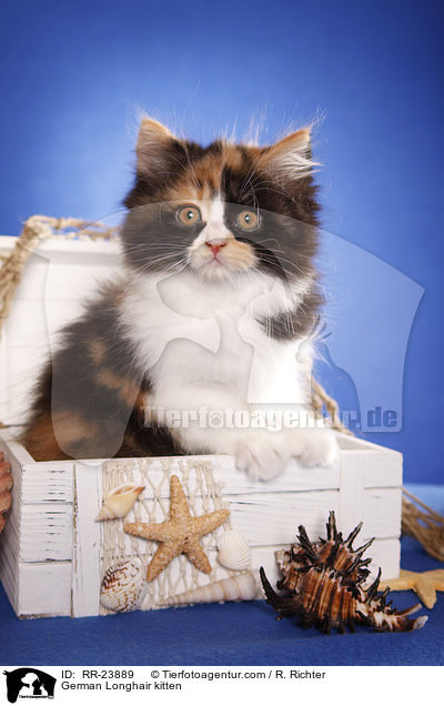 Deutsch Langhaar Ktzchen / German Longhair kitten / RR-23889
