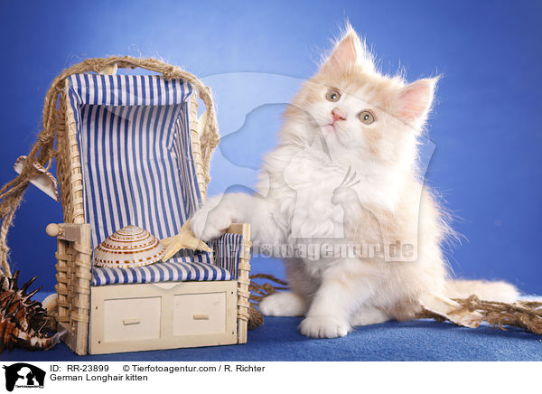 Deutsch Langhaar Ktzchen / German Longhair kitten / RR-23899