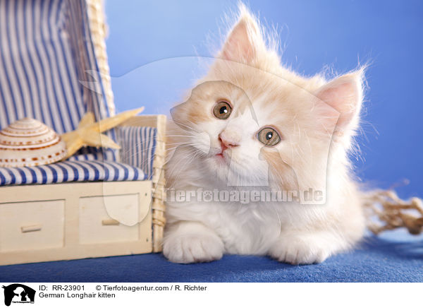 Deutsch Langhaar Ktzchen / German Longhair kitten / RR-23901