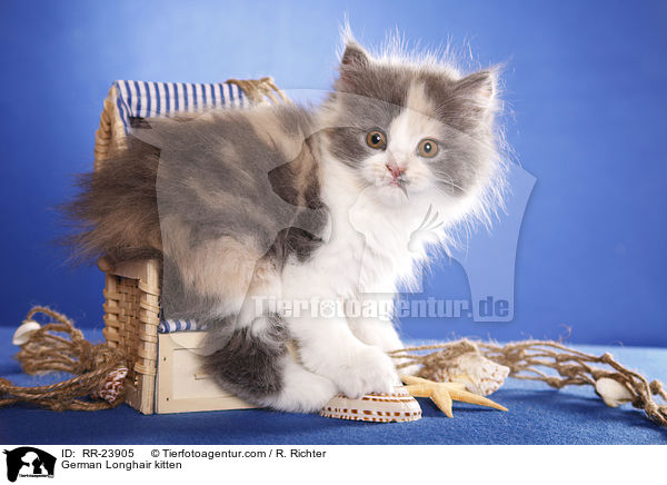 Deutsch Langhaar Ktzchen / German Longhair kitten / RR-23905