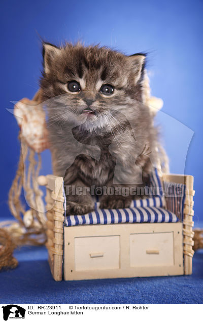 Deutsch Langhaar Ktzchen / German Longhair kitten / RR-23911
