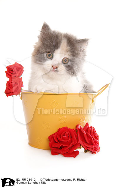 Deutsch Langhaar Ktzchen / German Longhair kitten / RR-23912