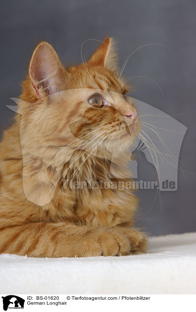 Deutsch Langhaar / German Longhair / BS-01620