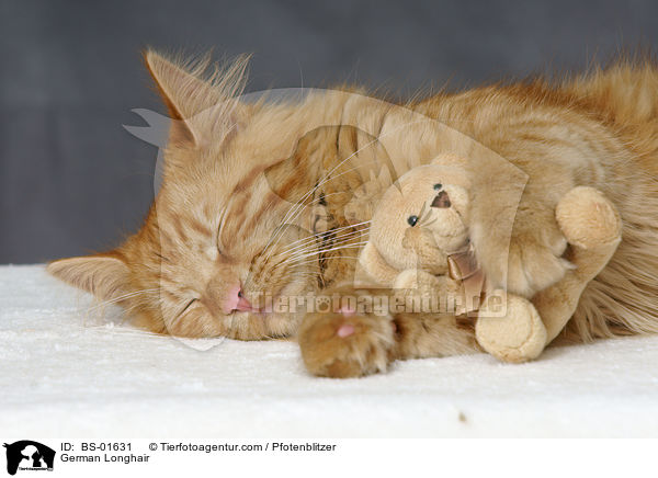 Deutsch Langhaar / German Longhair / BS-01631