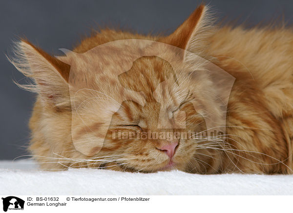 Deutsch Langhaar / German Longhair / BS-01632