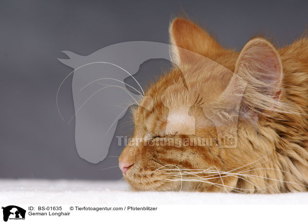 Deutsch Langhaar / German Longhair / BS-01635