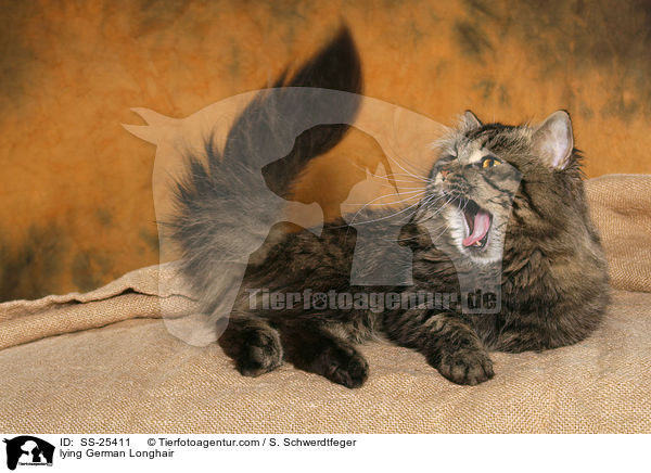 liegende Deutsch Langhaar / lying German Longhair / SS-25411
