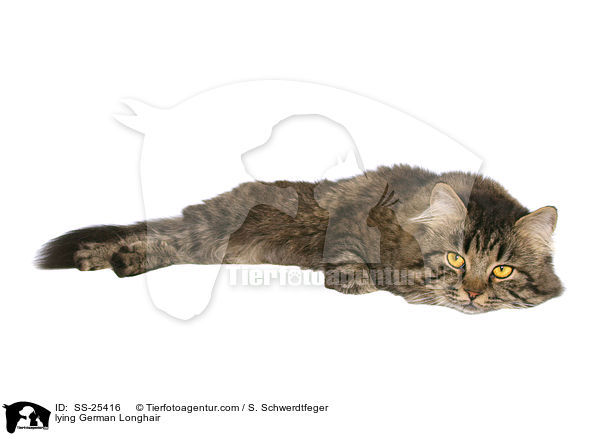 liegende Deutsch Langhaar / lying German Longhair / SS-25416