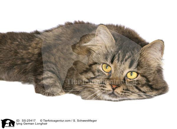 liegende Deutsch Langhaar / lying German Longhair / SS-25417