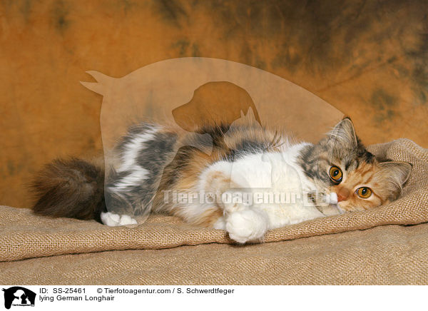 liegende Deutsch Langhaar / lying German Longhair / SS-25461