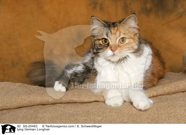 liegende Deutsch Langhaar / lying German Longhair / SS-25463