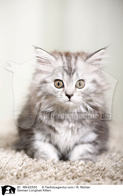 Deutsch Langhaar Ktzchen / German Longhair Kitten / RR-62550