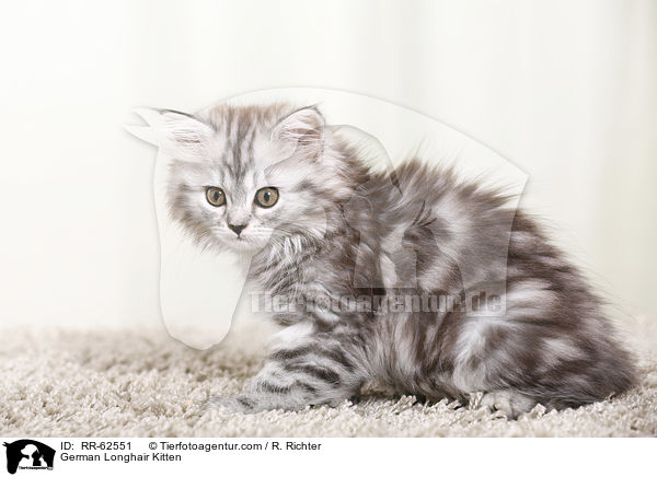 Deutsch Langhaar Ktzchen / German Longhair Kitten / RR-62551