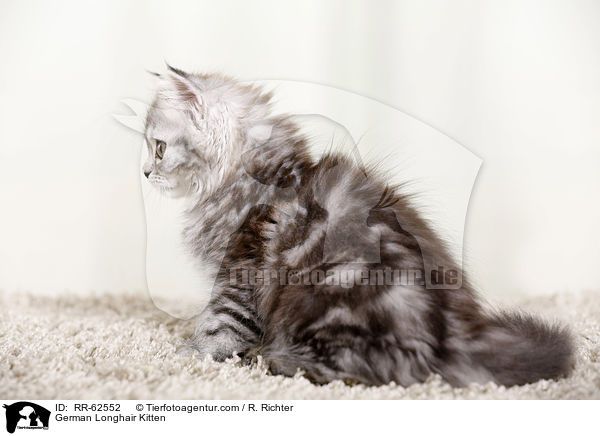Deutsch Langhaar Ktzchen / German Longhair Kitten / RR-62552