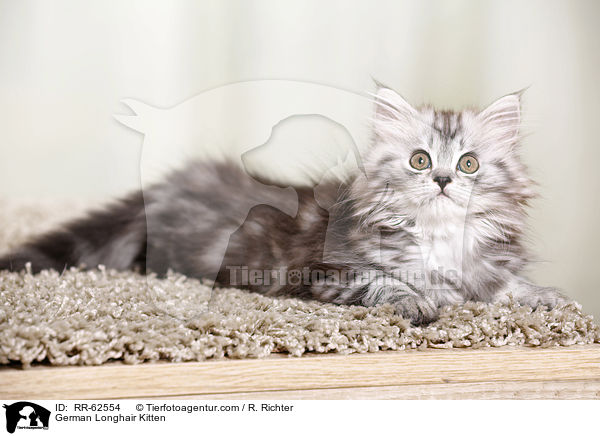 Deutsch Langhaar Ktzchen / German Longhair Kitten / RR-62554