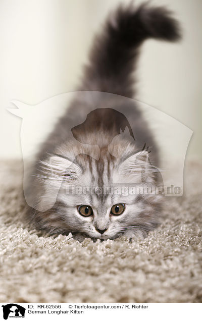 Deutsch Langhaar Ktzchen / German Longhair Kitten / RR-62556