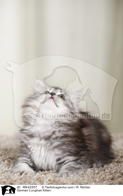 Deutsch Langhaar Ktzchen / German Longhair Kitten / RR-62557