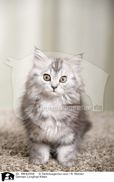 Deutsch Langhaar Ktzchen / German Longhair Kitten / RR-62558