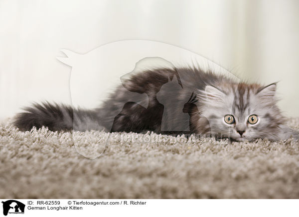 Deutsch Langhaar Ktzchen / German Longhair Kitten / RR-62559