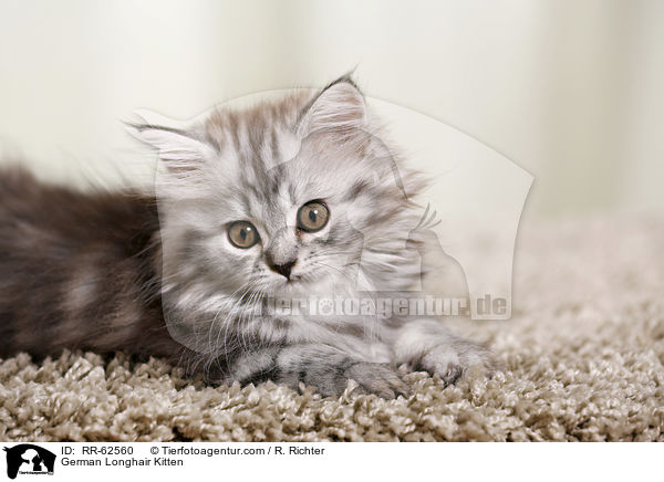 Deutsch Langhaar Ktzchen / German Longhair Kitten / RR-62560