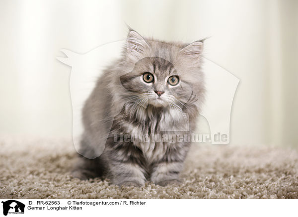 Deutsch Langhaar Ktzchen / German Longhair Kitten / RR-62563