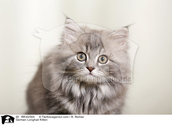 Deutsch Langhaar Ktzchen / German Longhair Kitten / RR-62564