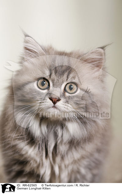 Deutsch Langhaar Ktzchen / German Longhair Kitten / RR-62565