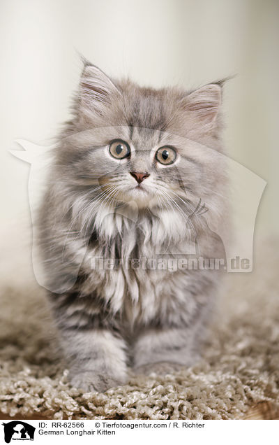 Deutsch Langhaar Ktzchen / German Longhair Kitten / RR-62566