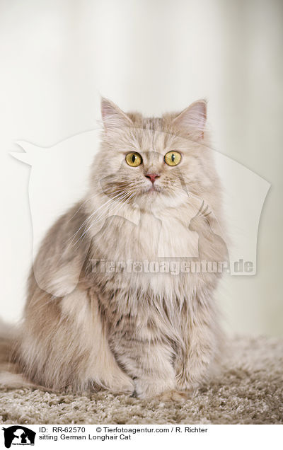 sitzende Deutsch Langhaar / sitting German Longhair Cat / RR-62570